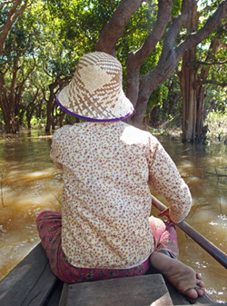 Forêt inondée au Cambodge